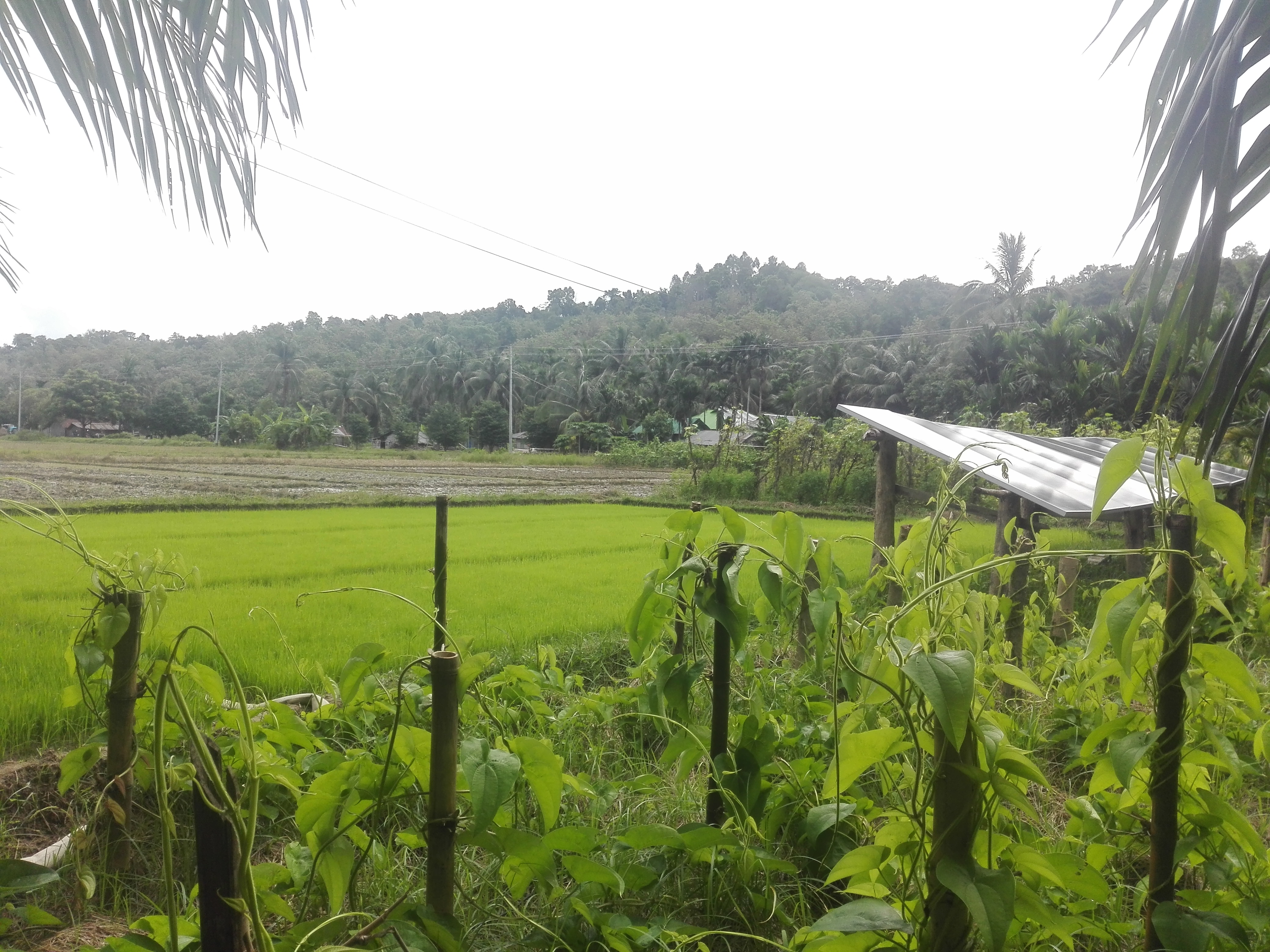 সৌর পাম্পে স্বপ্ন বুনছে বোধিপুরবাসী