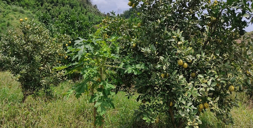 দূর্গম পাহাড়ে,টিলায়,বিদেশী, ফলের বাগান1