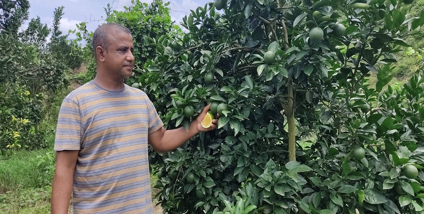 দূর্গম পাহাড়ে,টিলায়,বিদেশী, ফলের বাগান1