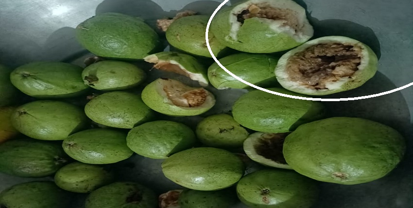 মিরসরাই, পেয়ারা,স্বপ্ন1